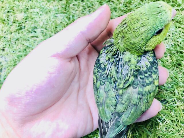 サザナミインコ