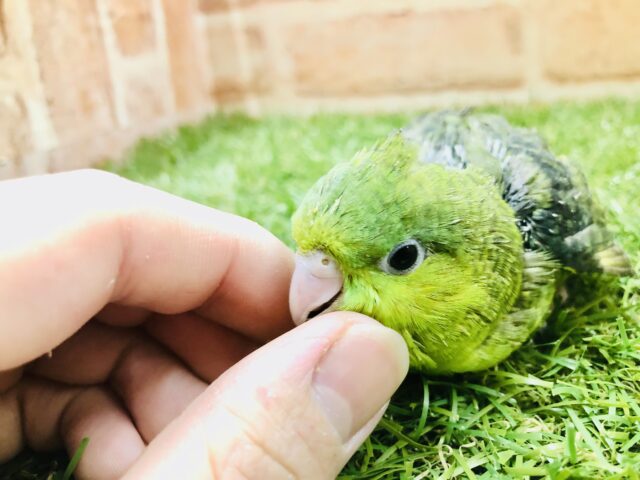 サザナミインコ