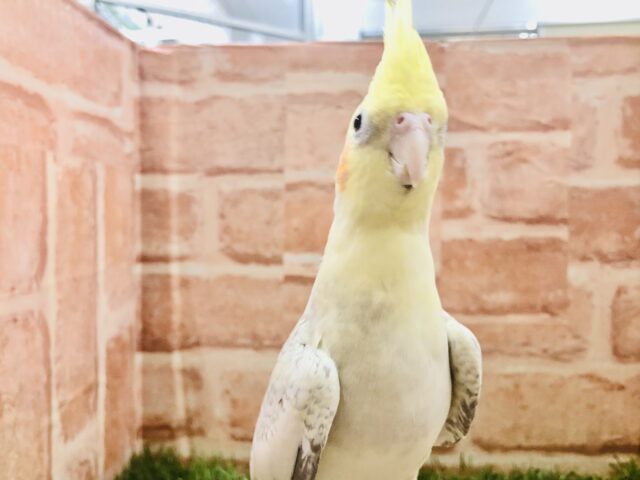 オカメインコ