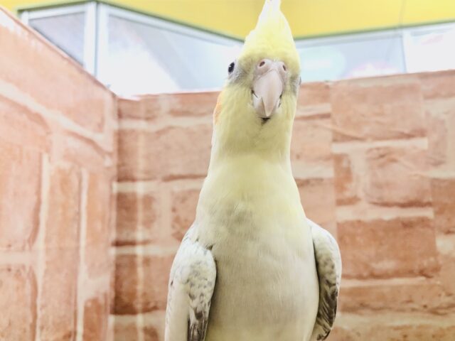 オカメインコ