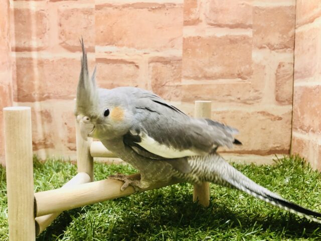 オカメインコ