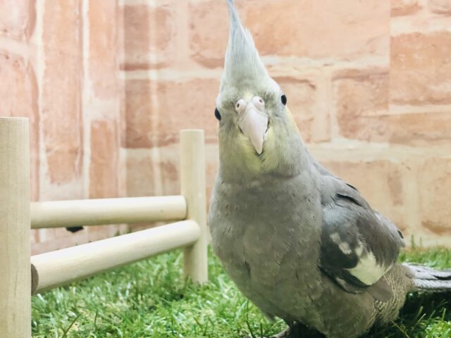 オカメインコ