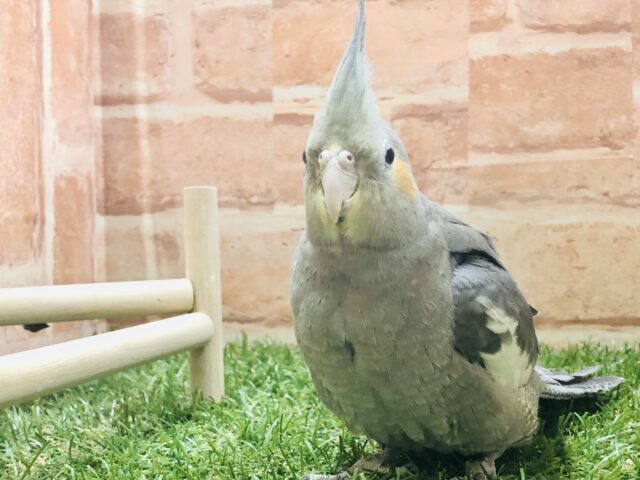 オカメインコ