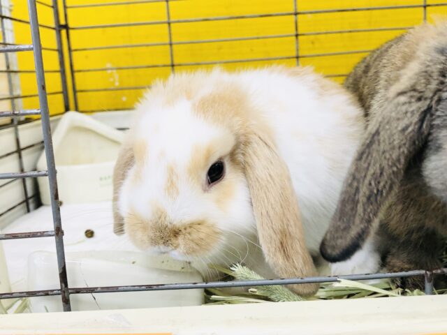 ロップイヤーラビット