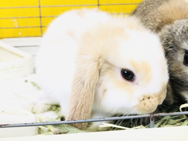 ロップイヤーラビット