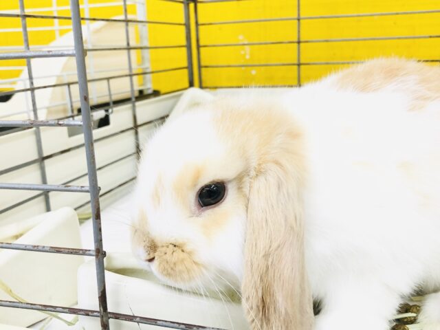 ロップイヤーラビット