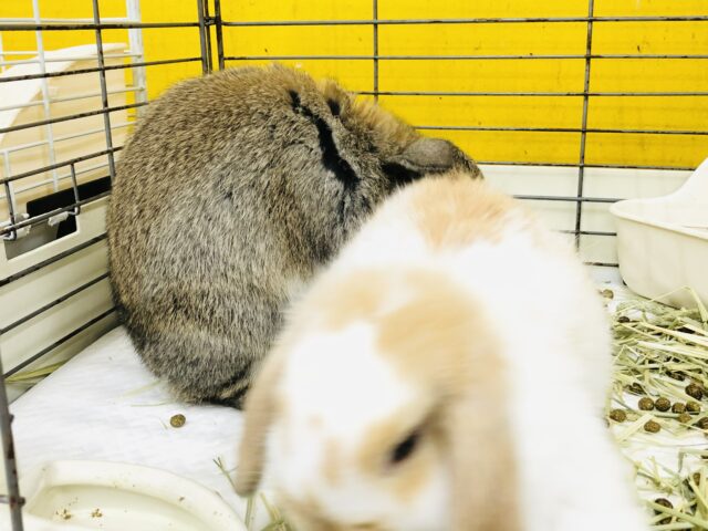 ロップイヤーラビット