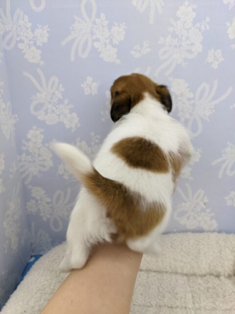 ジャックラッセルテリア