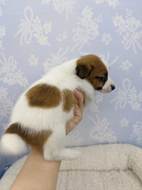 ジャックラッセルテリア