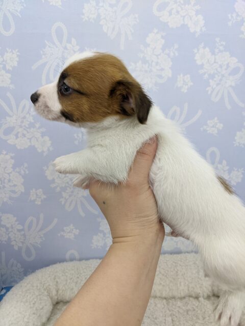 ジャックラッセルテリア