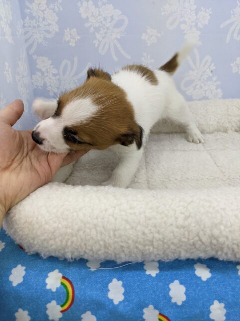 ジャックラッセルテリア