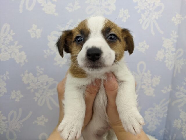 ジャックラッセルテリア