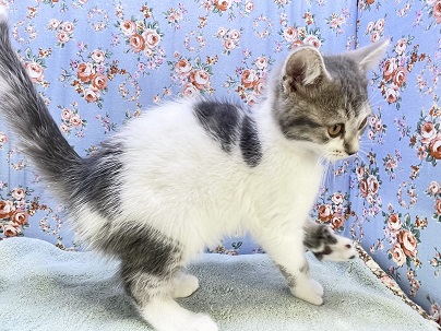 スコティッシュフォールド