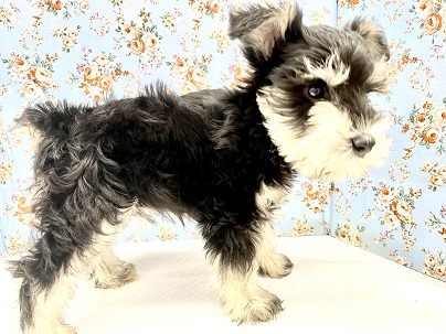 ミニチュアシュナウザー