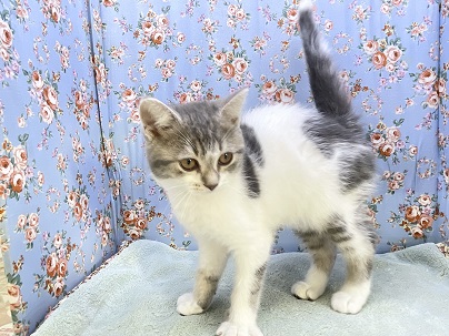 スコティッシュフォールド