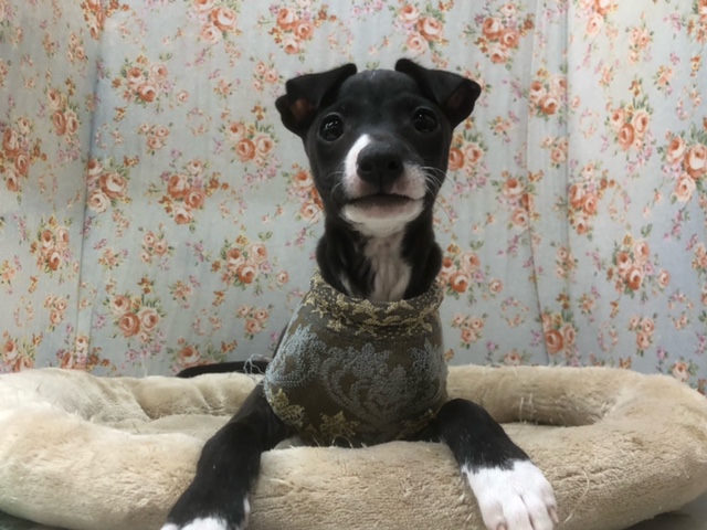 イタリアングレーハウンド