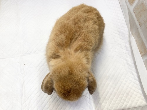 ロップイヤーラビット