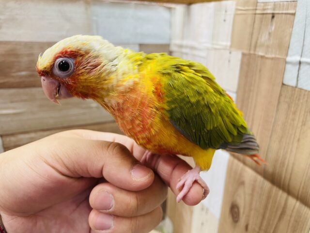 ホオミドリウロコインコ