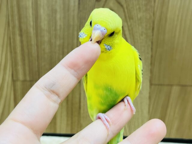 セキセイインコ