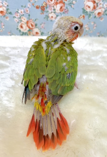 ホオミドリウロコインコ