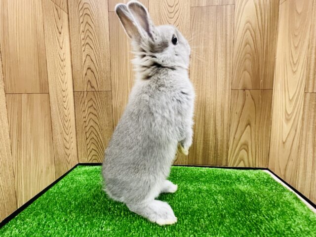 ネザーランドドワーフ