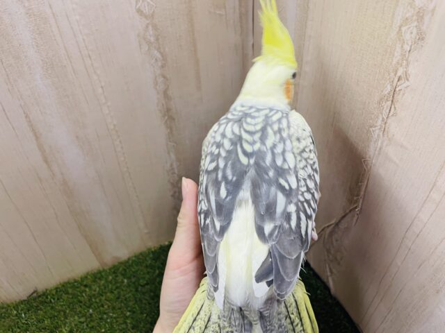 オカメインコ