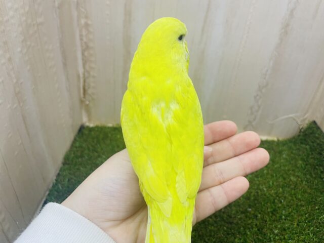 ジャンボセキセイインコ