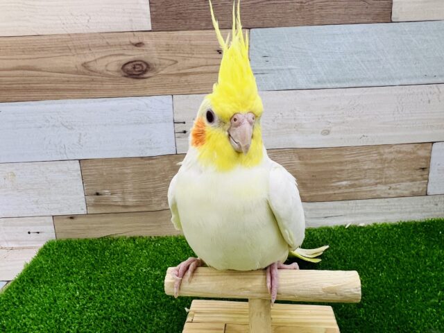 オカメインコ