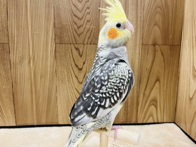 オカメインコ