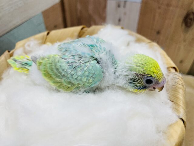 セキセイインコ