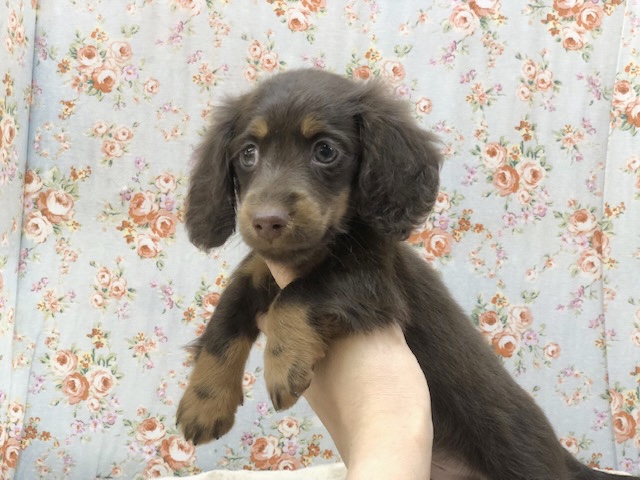 ミニチュアダックス