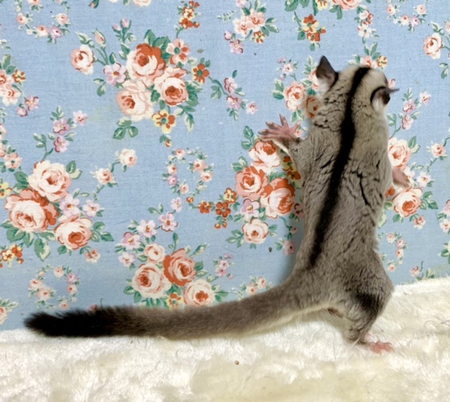 フクロモモンガ