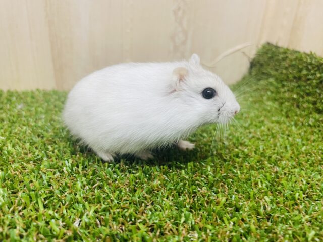 ジャンガリアン