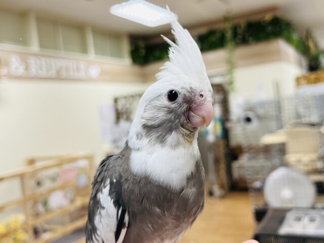 オカメインコ