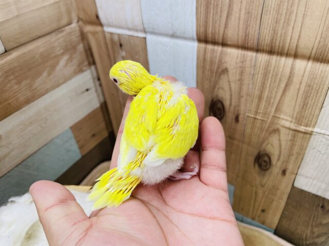 セキセイインコ