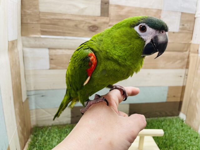 コミドリコンゴウインコ