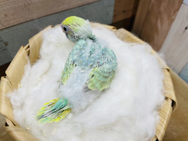セキセイインコ