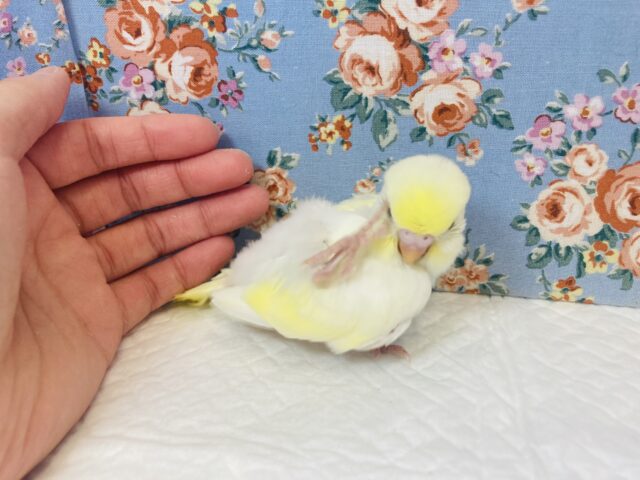 セキセイインコ