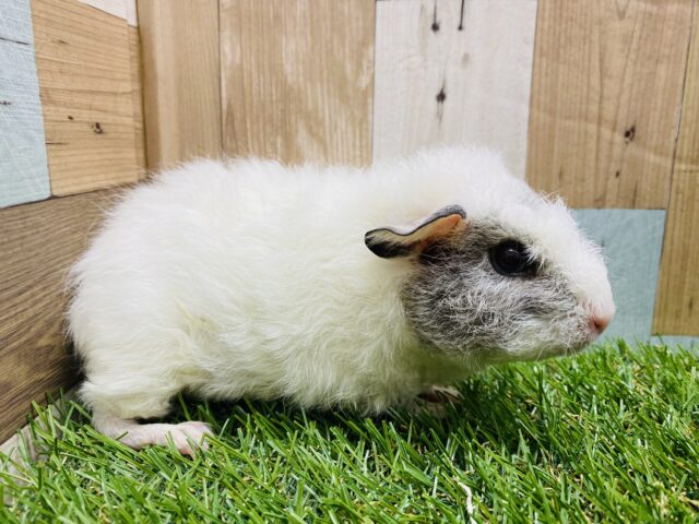 まるで羊のような丸っこさ♡縮れた毛並みが可愛いテッセルモルモット テッセルモルモット