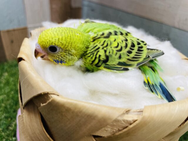 セキセイインコ