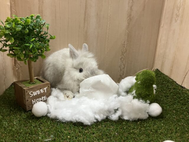 ライオンラビット