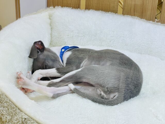 イタリアングレーハウンド