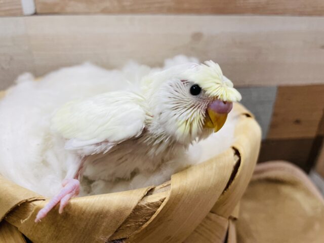 羽衣セキセイインコ