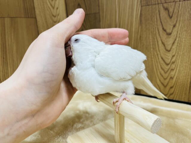 【動画更新🪄とってもお利口さん☆】天使みたい♡かわいすぎるオキナインコ(アルビノ)ヒナ オキナインコ