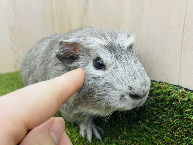 クレステッドモルモット