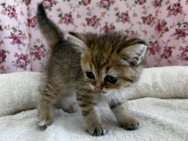 きゅん❤️なミヌエットちゃんいますよ✨️ ミヌエット