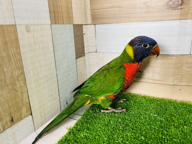 ゴシキセイガイインコ