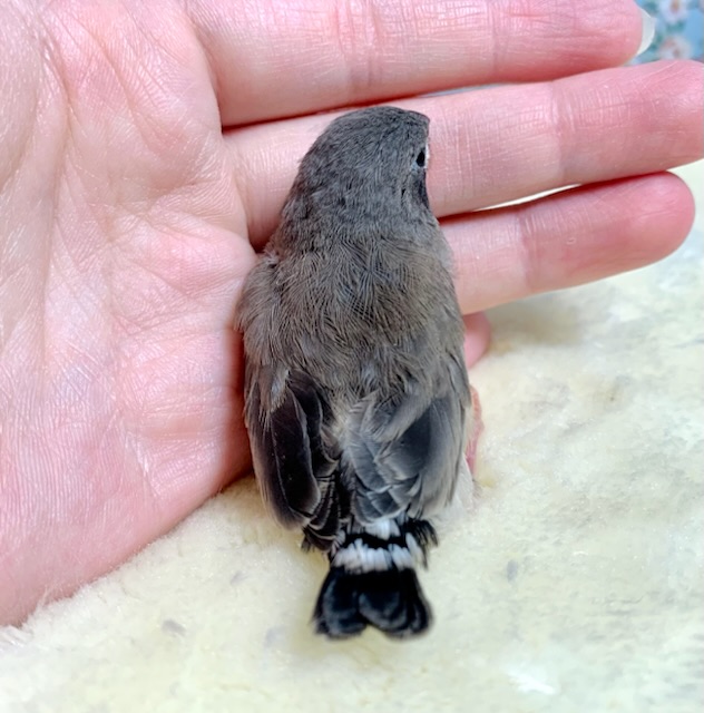 錦花鳥（キンカチョウ）