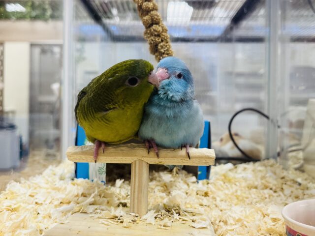 サザナミインコ