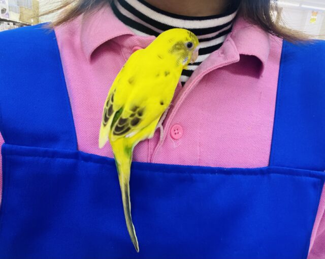 セキセイインコ